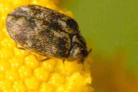 Attēlu rezultāti vaicājumam “Anthrenus museorum”