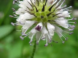 Image result for Dipsacus pilosus