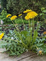 Attēlu rezultāti vaicājumam “Taraxacum officinale aggr.”