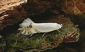 Attēlu rezultāti vaicājumam “Lyonetiidae”