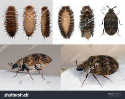 Attēlu rezultāti vaicājumam “Anthrenus sp. larva”