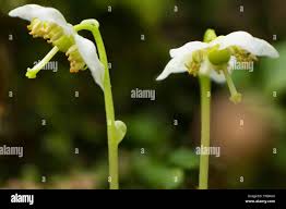 Attēlu rezultāti vaicājumam “Moneses uniflora bud”