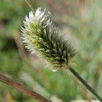 Attēlu rezultāti vaicājumam “Sesleria caerulea fruit”