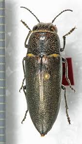 Attēlu rezultāti vaicājumam “Buprestidae”
