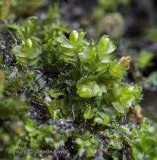 Attēlu rezultāti vaicājumam “Leiocolea heterocolpos”