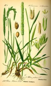 Attēlu rezultāti vaicājumam “Phleum phleoides fruit”