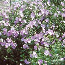Image result for Malva moschata