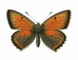 Attēlu rezultāti vaicājumam “Lycaena hippothoe”