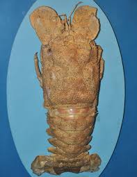 Image result for Scyllarides latus