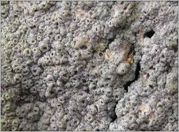 Attēlu rezultāti vaicājumam “Thelotrema lepadinum”