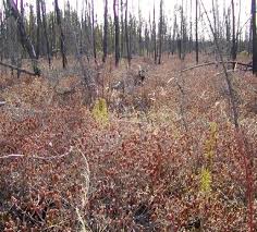 Attēlu rezultāti vaicājumam “Ledum palustre leaf”