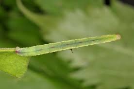 Attēlu rezultāti vaicājumam “Eupithecia subumbrata larva”