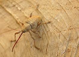 Attēlu rezultāti vaicājumam “Ceruchus chrysomelinus larva”