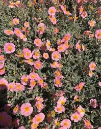 Attēlu rezultāti vaicājumam “Helianthemum nummularium fruit”