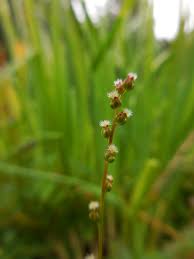 Attēlu rezultāti vaicājumam “Triglochin palustre flower”