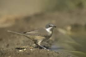 Image result for Sylvia hortensis