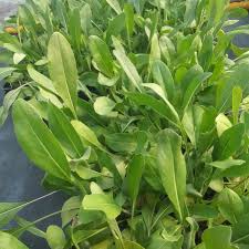 Attēlu rezultāti vaicājumam “Isatis tinctoria”