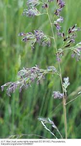Attēlu rezultāti vaicājumam “Poa pratensis fruit”