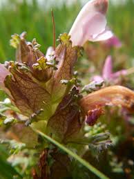 Attēlu rezultāti vaicājumam “Pedicularis palustris flower”
