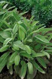 Attēlu rezultāti vaicājumam “Salvia officinalis”