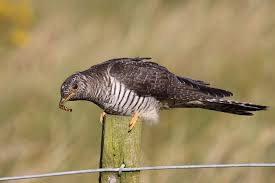 Attēlu rezultāti vaicājumam “Cuculus canorus juvenile”