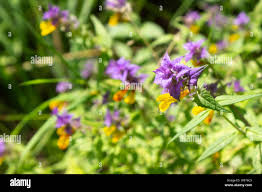 Attēlu rezultāti vaicājumam “Melampyrum nemorosum flower”