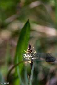 Attēlu rezultāti vaicājumam “Carex caryophyllea flower”
