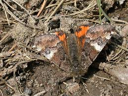 Attēlu rezultāti vaicājumam “Archiearis parthenias”