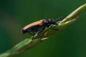 Attēlu rezultāti vaicājumam “Anogcodes melanurus”