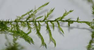 Attēlu rezultāti vaicājumam “Drepanocladus aduncus”