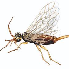 Attēlu rezultāti vaicājumam “Tenthredo campestris female”