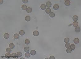 Attēlu rezultāti vaicājumam “Stemonitis axifera stalked”