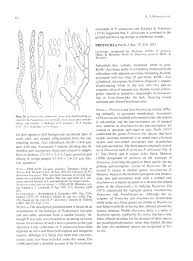 Attēlu rezultāti vaicājumam “Podostroma leucopus”