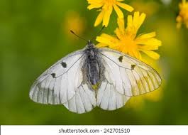 Attēlu rezultāti vaicājumam “Parnassius mnemosyne upperside”