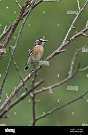 Attēlu rezultāti vaicājumam “Saxicola rubetra adult”