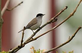 Attēlu rezultāti vaicājumam “Sylvia atricapilla”