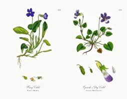 Attēlu rezultāti vaicājumam “Viola hirta flower”