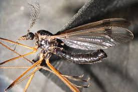 Attēlu rezultāti vaicājumam “Dictenidia bimaculata”