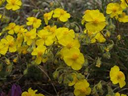 Attēlu rezultāti vaicājumam “Helianthemum nummularium”