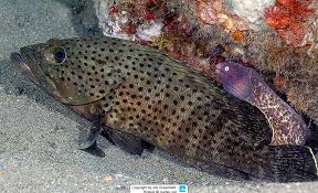 Image result for Epinephelus andersoni