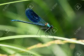 Attēlu rezultāti vaicājumam “Calopteryx splendens”