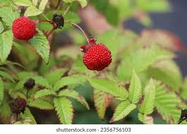 Attēlu rezultāti vaicājumam “Rubus illecebrosus fruit”