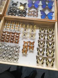 Attēlu rezultāti vaicājumam “Clossiana selene underside”