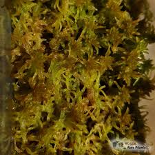 Attēlu rezultāti vaicājumam “Sphagnum flexuosum”