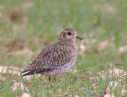 Attēlu rezultāti vaicājumam “Pluvialis apricaria adult”