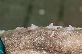Image result for Dipturus intermedius