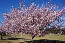 Attēlu rezultāti vaicājumam “Prunus (sakura)”