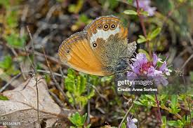 Attēlu rezultāti vaicājumam “Coenonympha arcania”