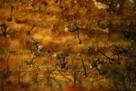 Attēlu rezultāti vaicājumam “Chaenotheca stemonea”