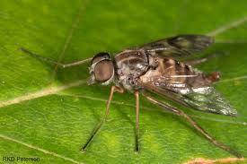 Attēlu rezultāti vaicājumam “Rhagionidae”